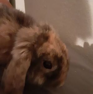 Meet your Posher, Brittania